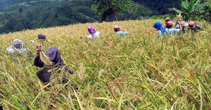 Oil supply shortage may weaken PH food production – economist