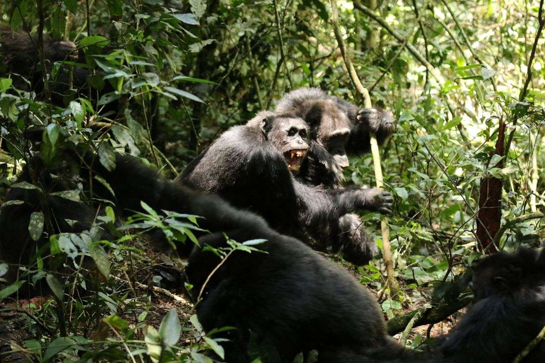 Scientists stunned as chimpanzees turn on friends in killing spree