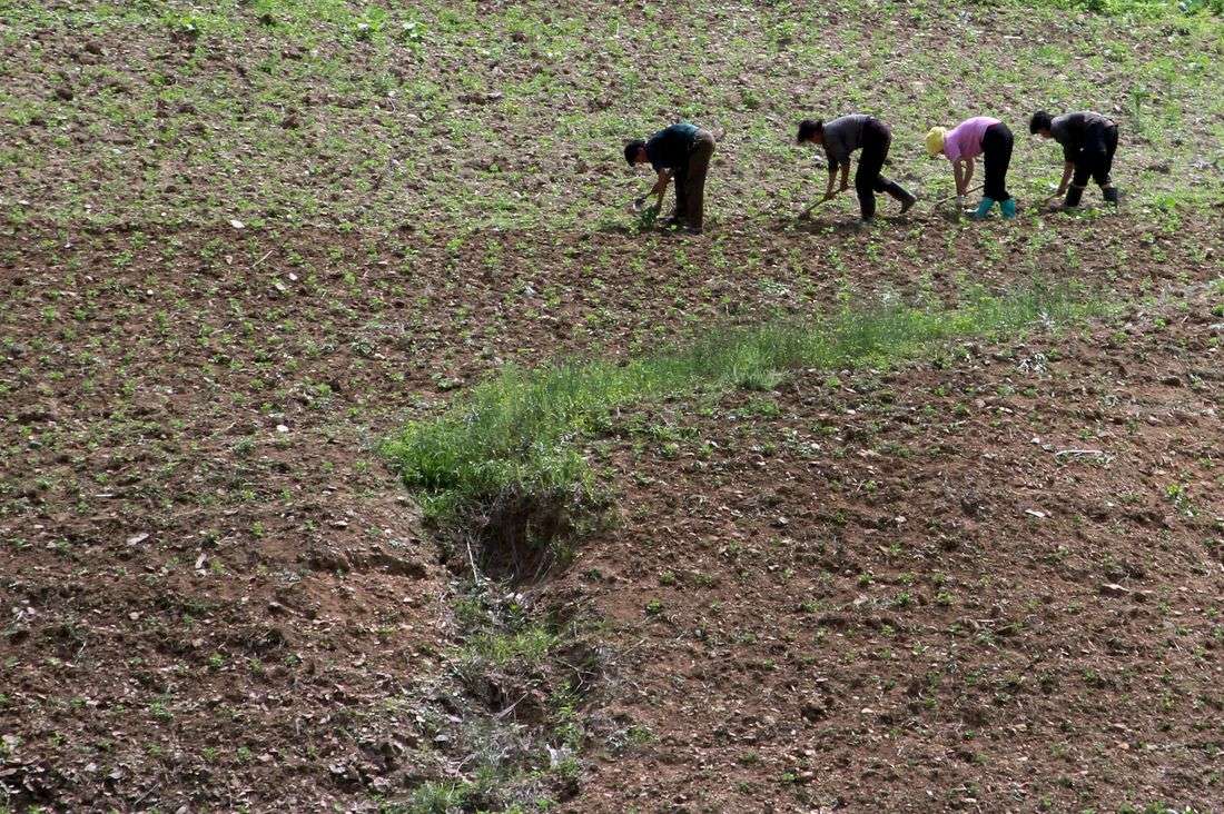 North Korea races to shield crops from drought, state media says