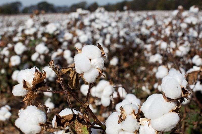 Scientists unravel the history of cotton domestication