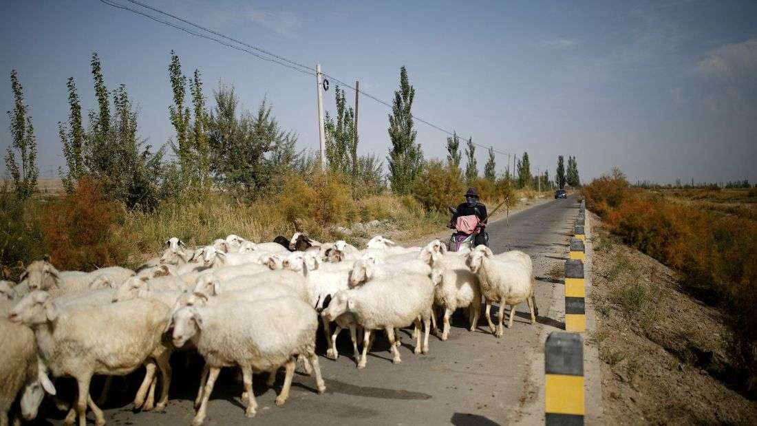 Job ad for shepherds goes viral in China exposing labour market strains