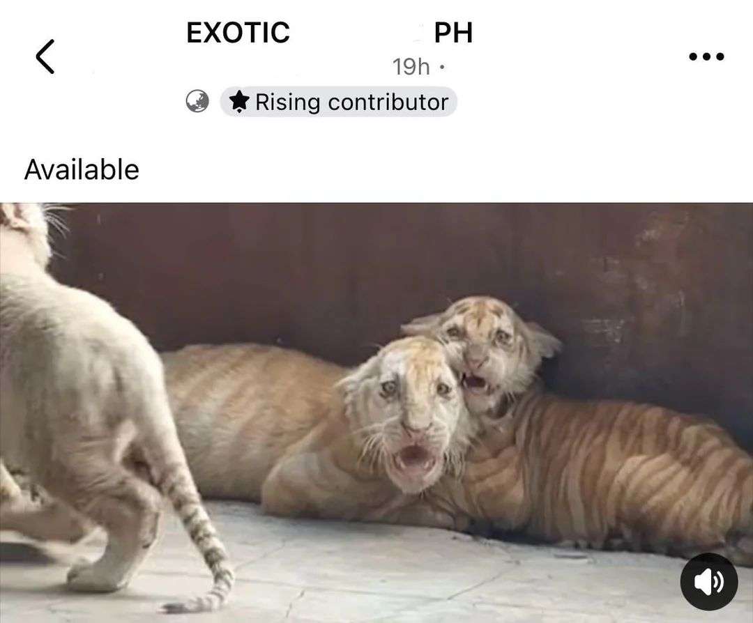 Illegal wildlife and exotics trade in the PH, risks to biodiversity, ecosystem health, penalties