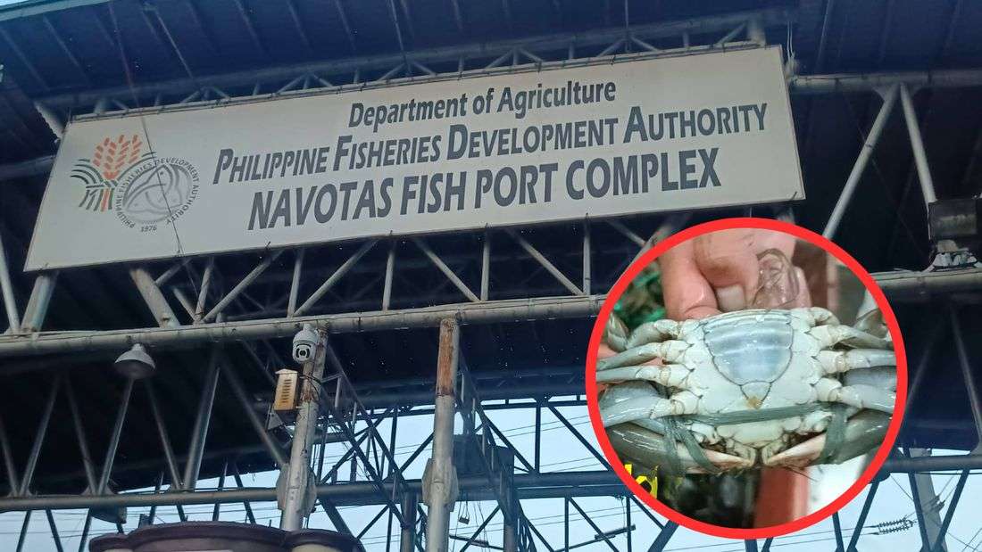 Navotas Fish Port sees ‘baklang’ alimango at P600–650/kg as male crab supply surges