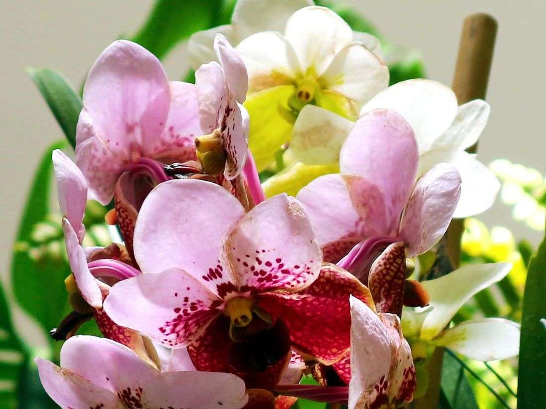Senate OKs bill declaring Waling-waling as national orchid