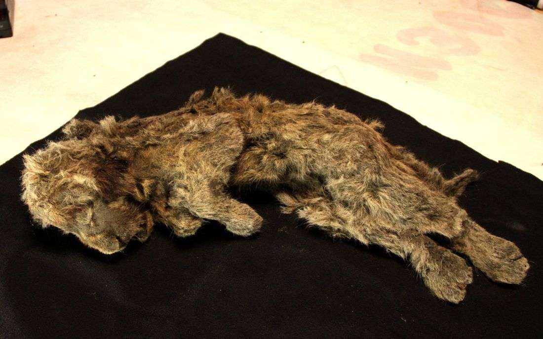 Genome study shows what made the extinct Ice Age cave lion unique