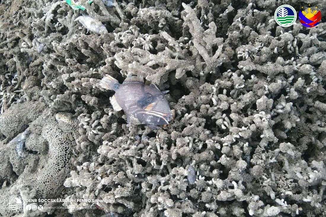 PENRO Sarangani confirms 2-meter rise of seabed along Glan shores