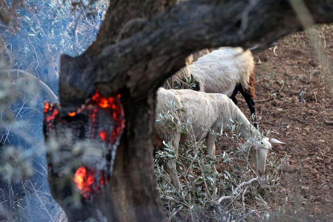Three Greek firefighters killed as wildfires strike further east in Europe