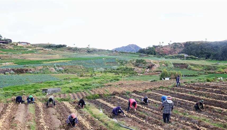 Agricultural damage from #IndayPH tops ₱12.5M, over 1,000 farmers affected