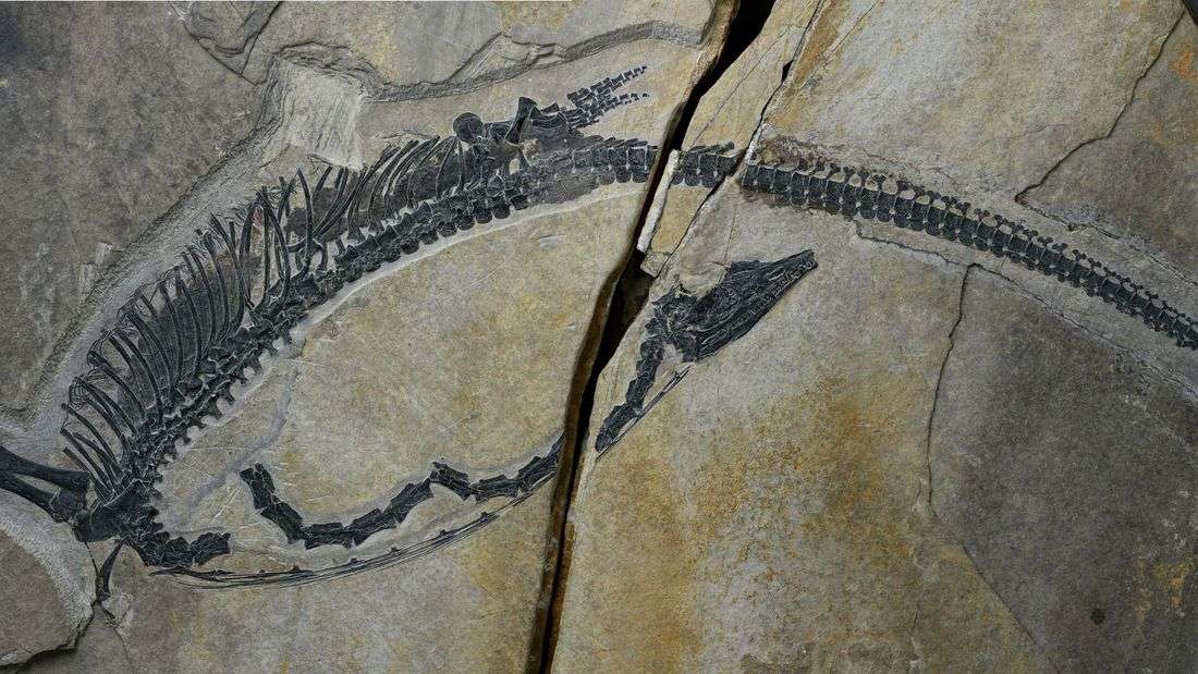 Chinese fossil shows internal organs of prehistoric marine reptile