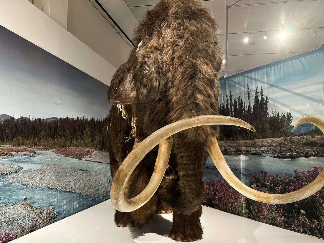Study shows prehistoric people targeted female mammoths