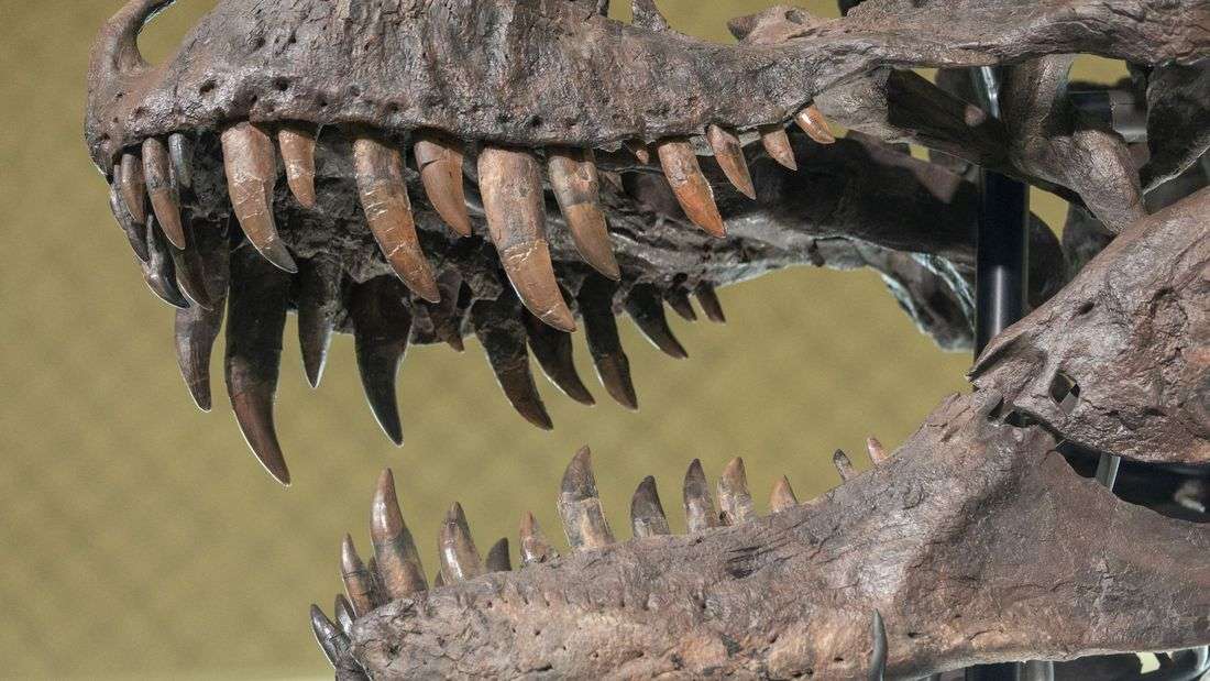 Tooth study shows T. rex was warmblooded, with human-like temperature
