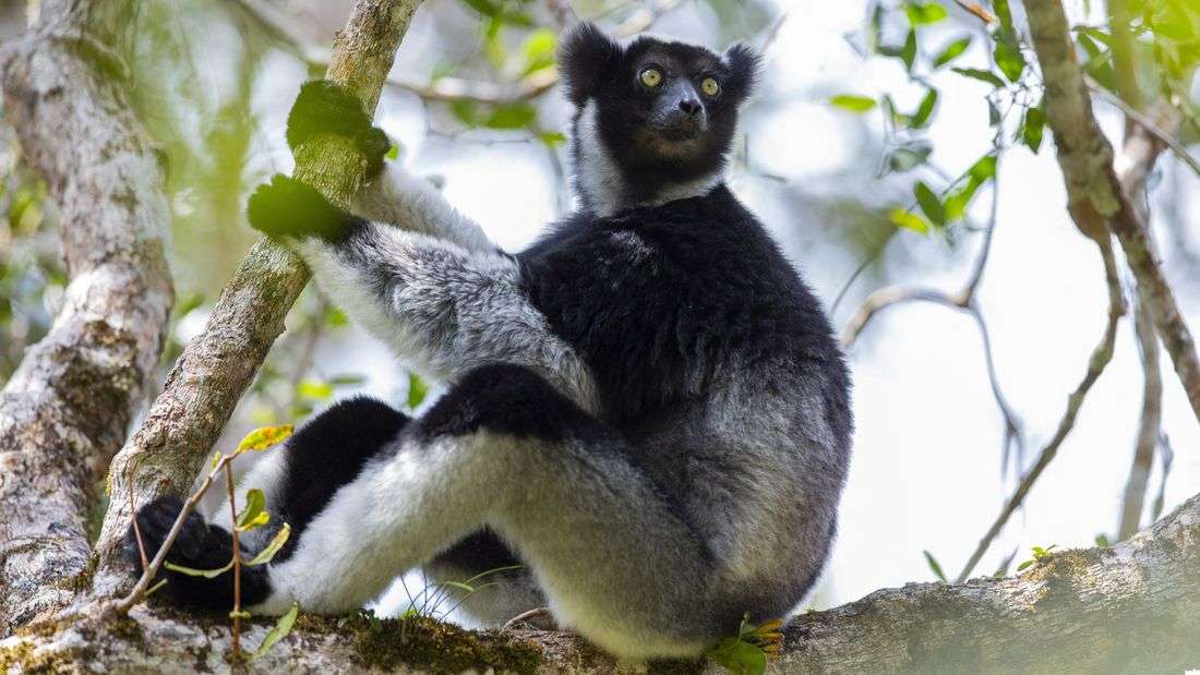 Singing lemurs may use a soprano-like trick to project songs
