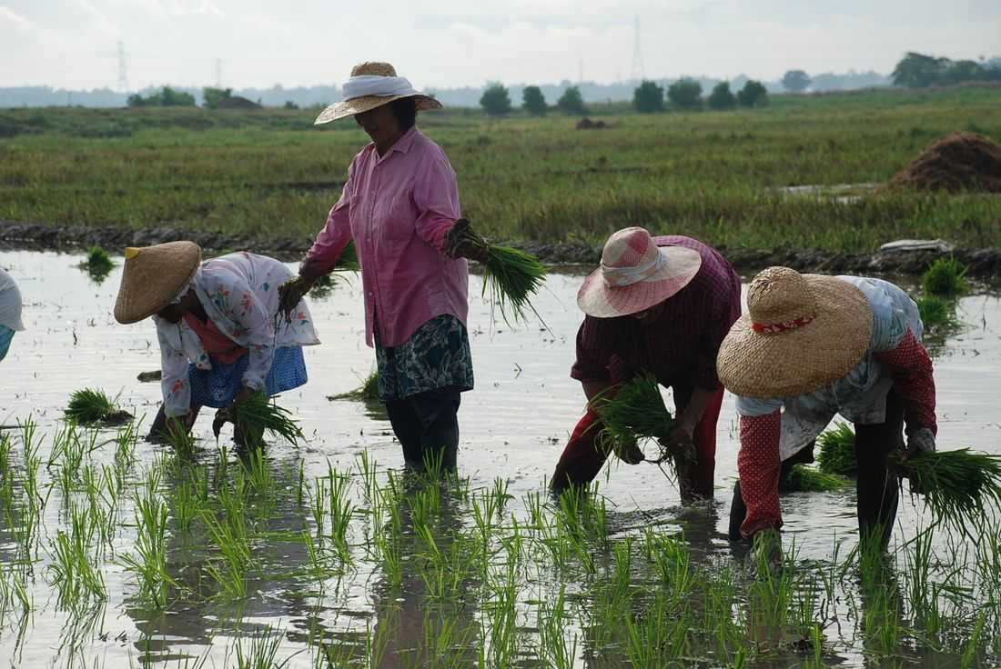 Farmers appeal for fair prices, cite struggles under tarification law