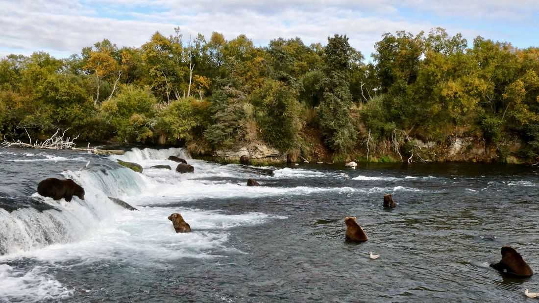 Alaska sued over aerial hunting of bears to protect caribou