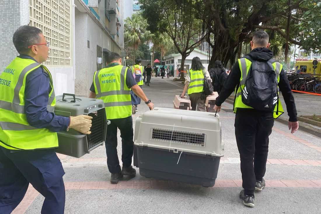 Volunteers seek lost pets amid Hong Kong deadly inferno wreckage