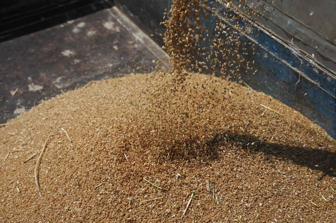 China warns of growing foreign espionage in seed, grain sector