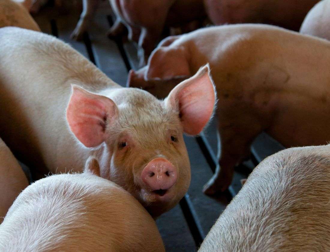 DA imposes temporary ban on pork imports from Taiwan over ASF outbreak