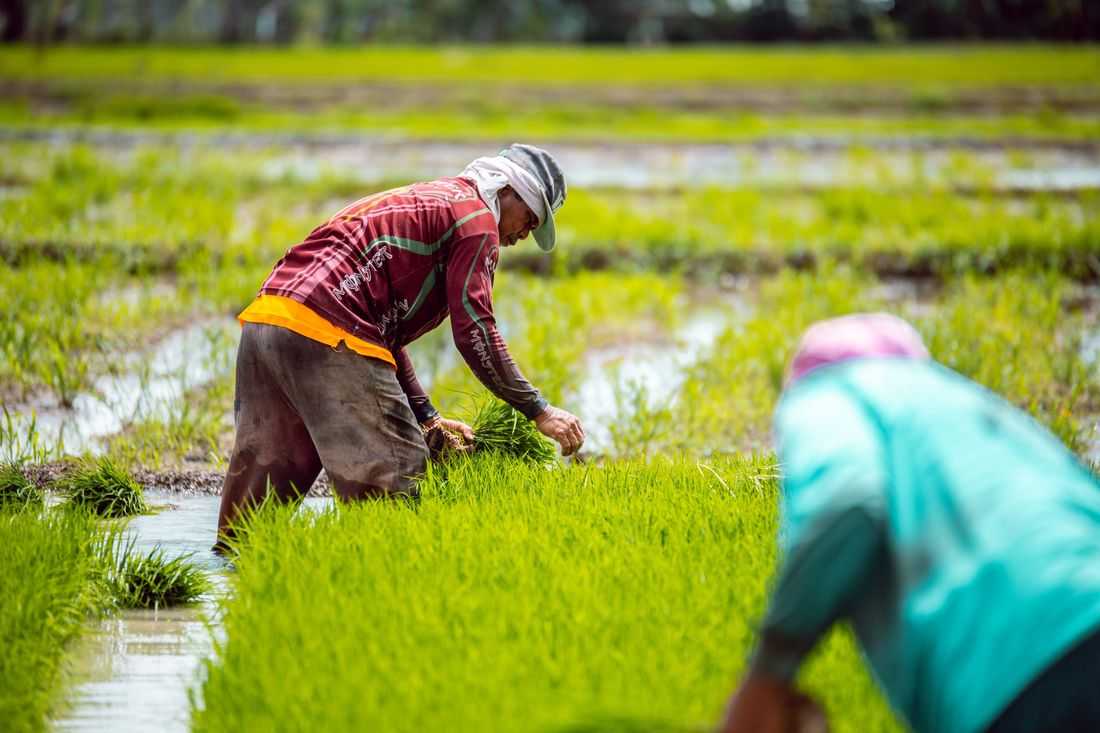 6,000 agricultural workers to be deployed nationwide in 2026 – DA