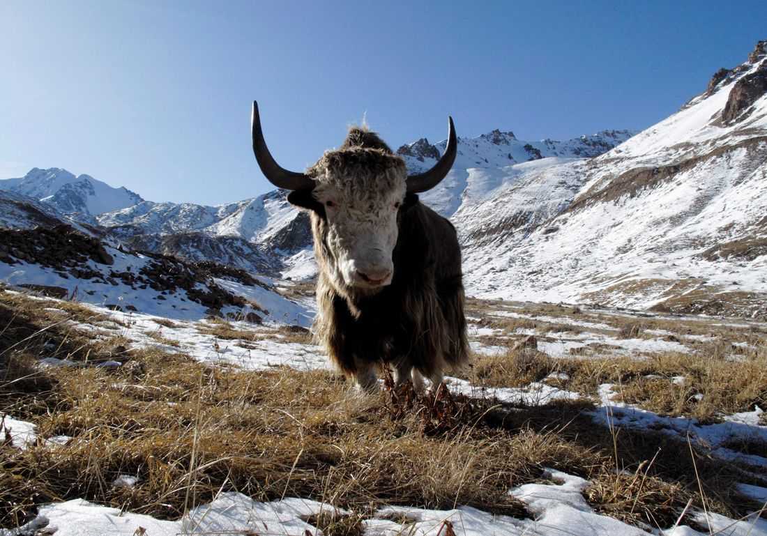 Famous Siberian cave yields remains of yak-like Ice Age mammal