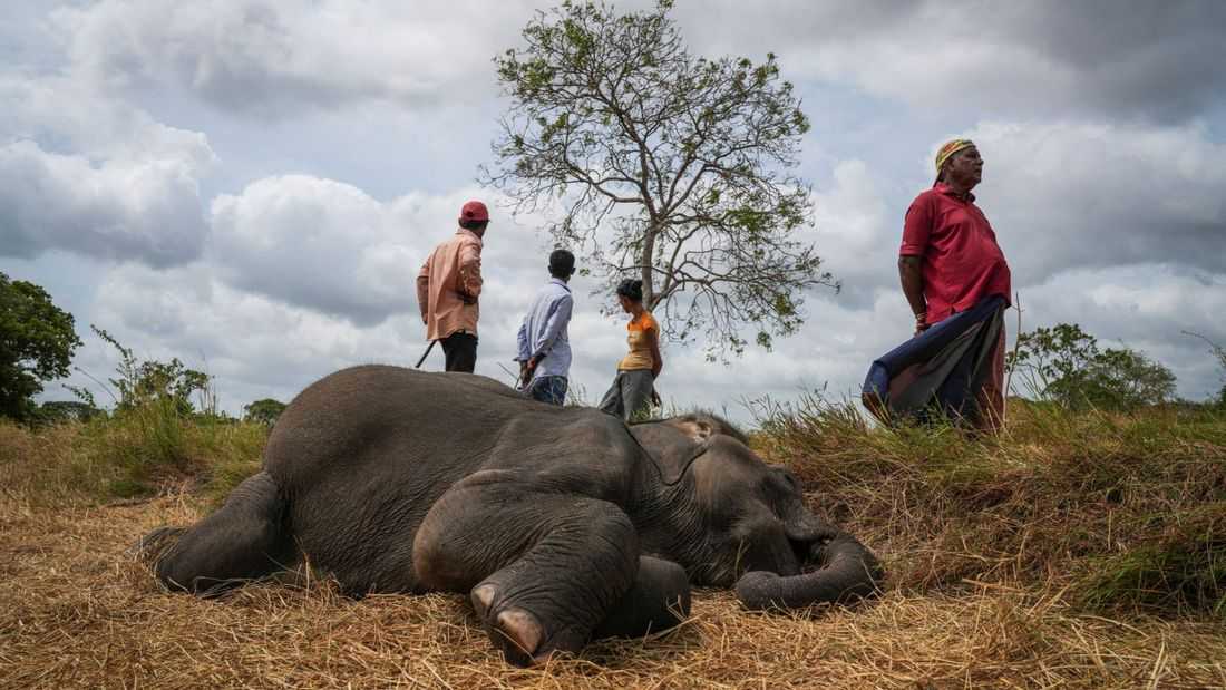 In Sri Lanka, human-elephant conflict takes deadly toll