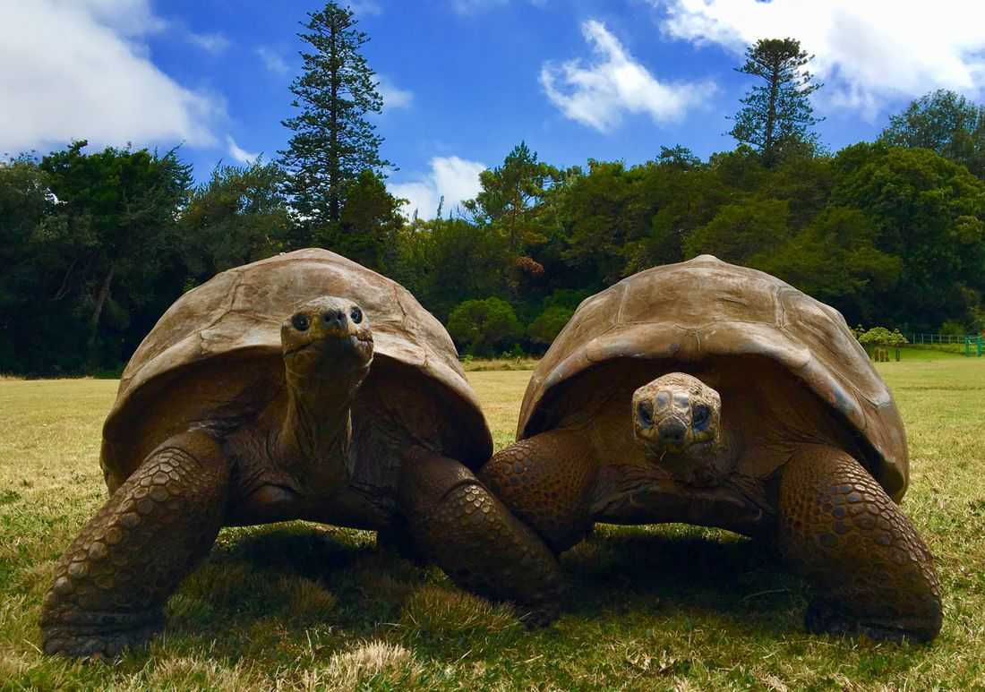 A 194-year-old tortoise, world's oldest land animal, may hold clues to longer life