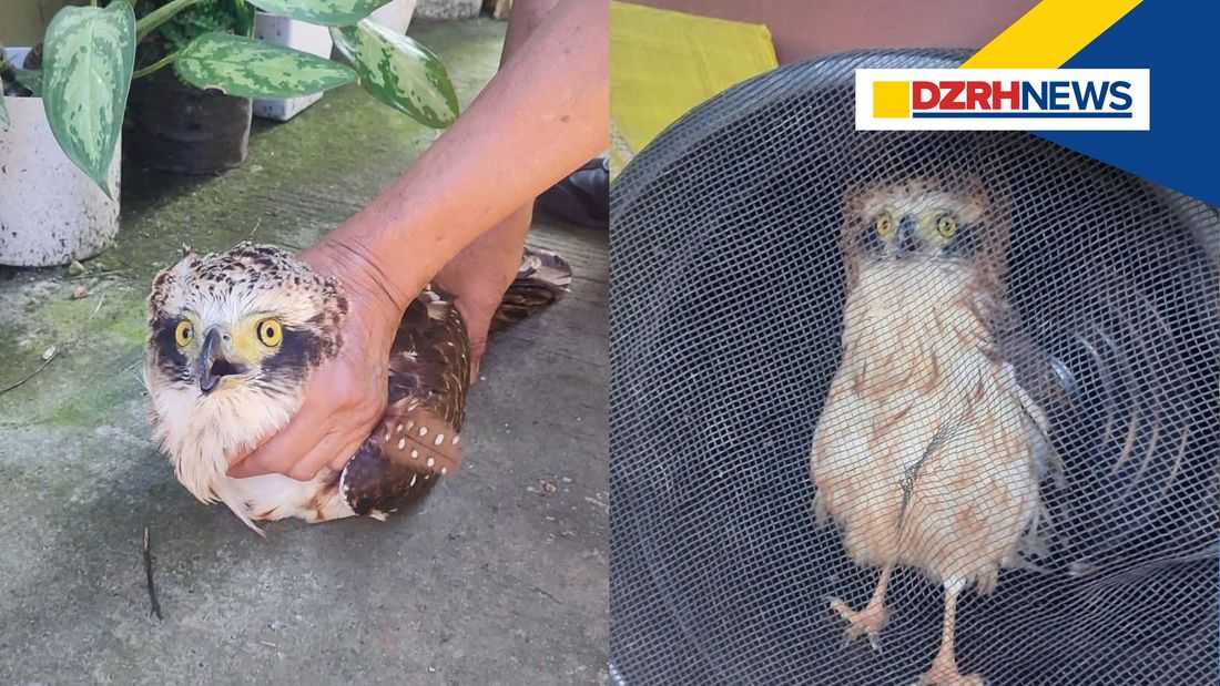 Young eagle rescued, turned over for rehabilitation in Baguio City