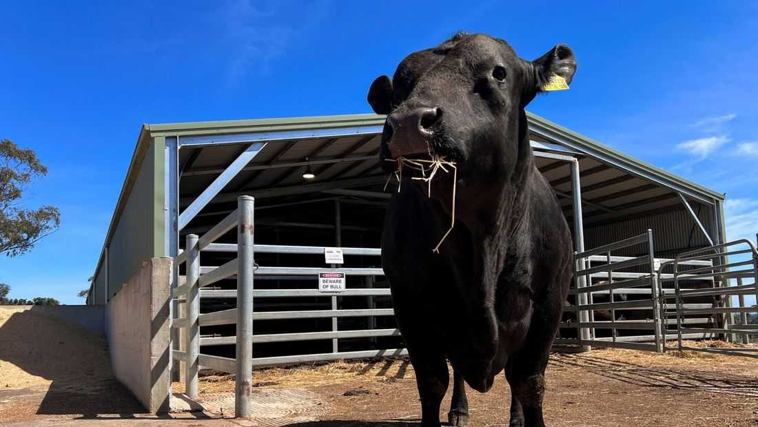 China is back in the bull semen market, but only the best will do