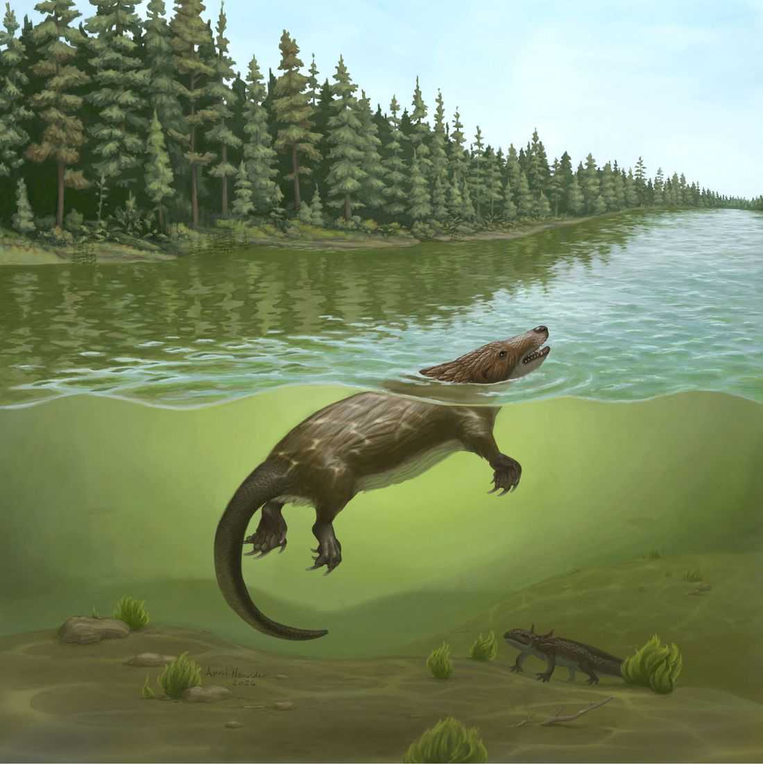 Otter-like critter swam lakes and rivers in the age of dinosaurs
