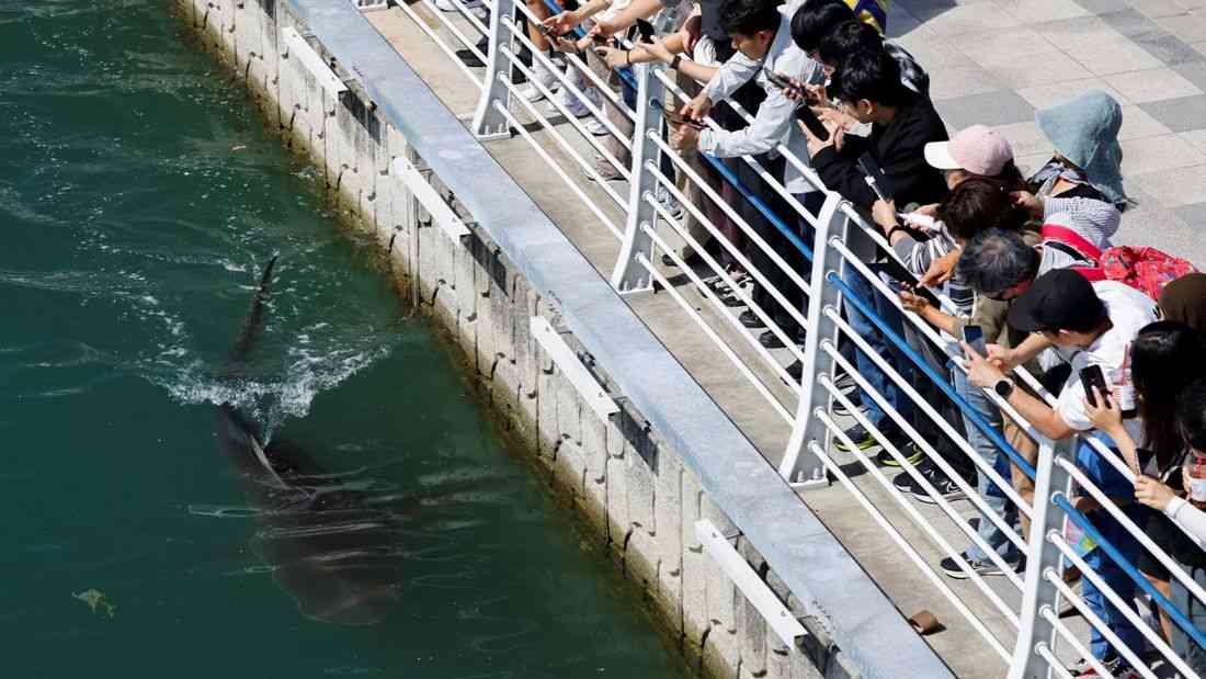 Shark remains stranded in South Korean canal after second rescue attempt ends