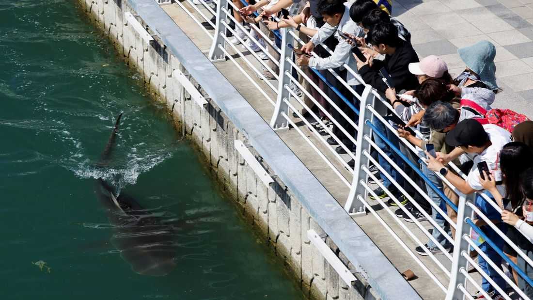 Shark remains stranded in South Korean canal after second rescue attempt ends