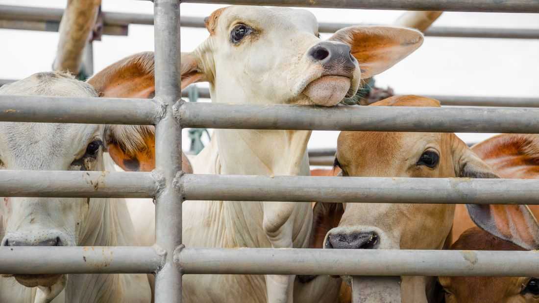 1.4K dairy cattle imported from Australia arrives in PH