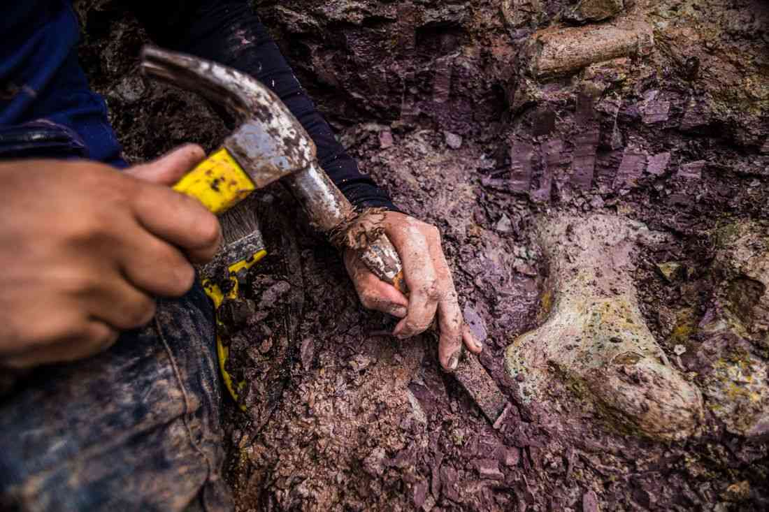 Dinosaur fossils in Brazil reveal new giant species