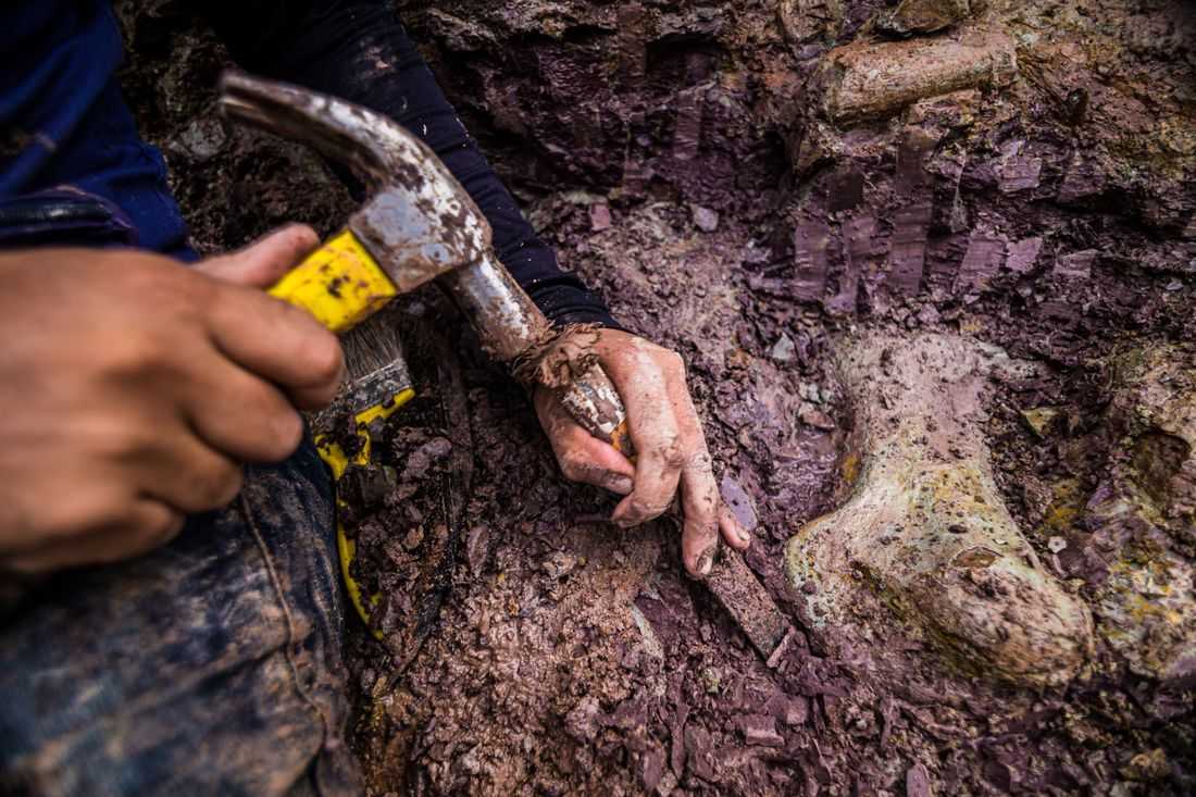 Dinosaur fossils in Brazil reveal new giant species
