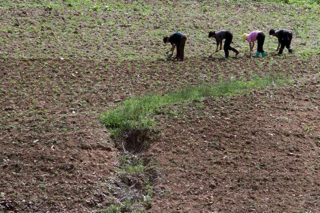North Korea races to shield crops from drought, state media says