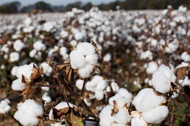 Scientists unravel the history of cotton domestication