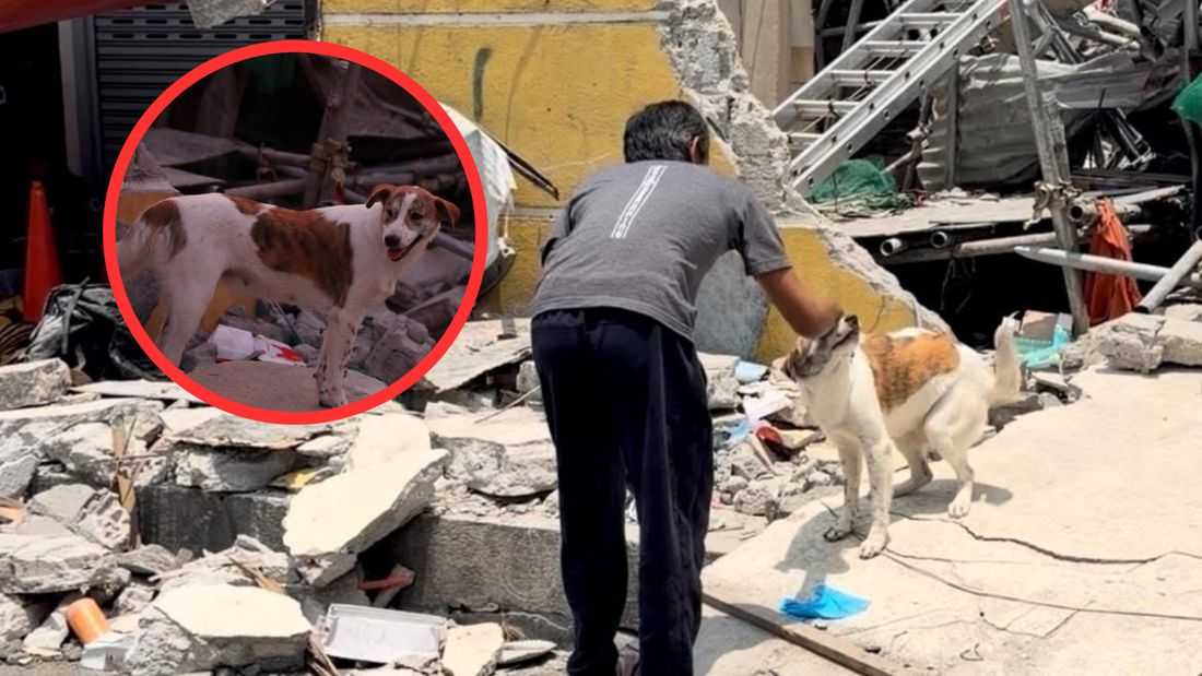 Dog rescued from collapsed Angeles building during search and rescue ops