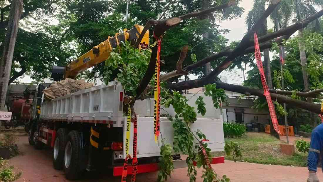 Felled Quirino Ave. trees to be repurposed into school chairs, tables — DENR