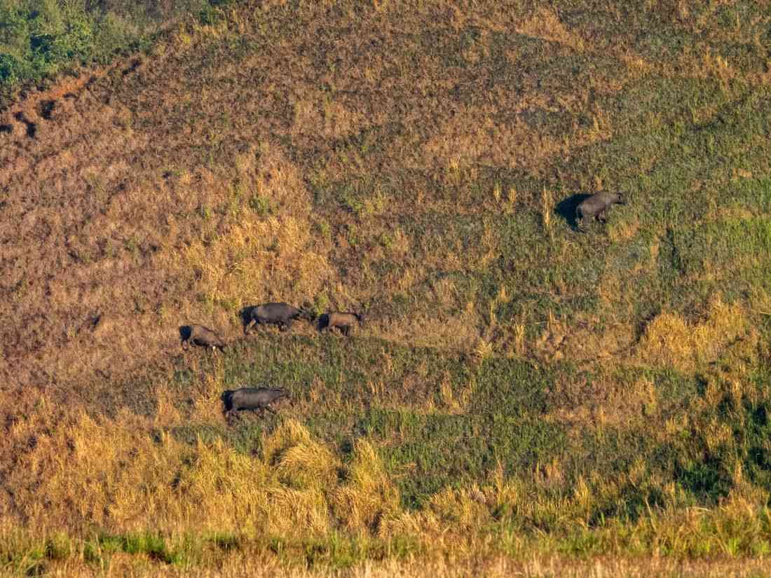 Tamaraw population in Mindoro increases by 12% — DENR Mimaropa