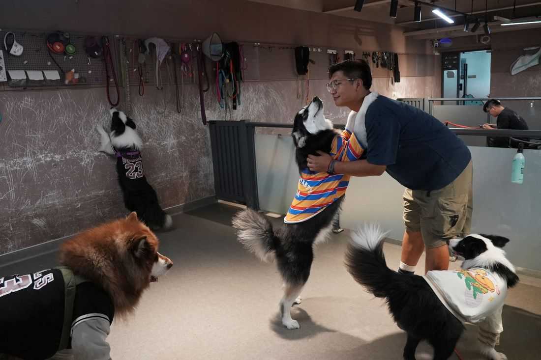 China's pet owners splurge on preschools to pamper puppies