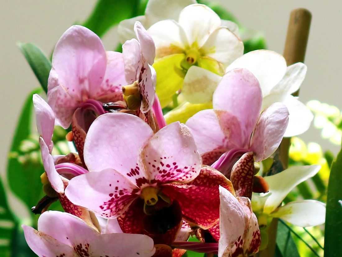 Senate OKs bill declaring Waling-waling as national orchid