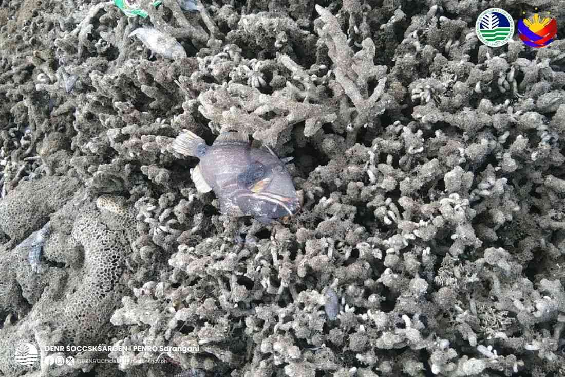 PENRO Sarangani confirms 2-meter rise of seabed along Glan shores