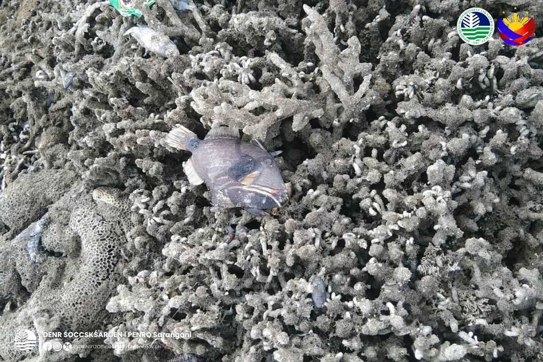 PENRO Sarangani confirms 2-meter rise of seabed along Glan shores