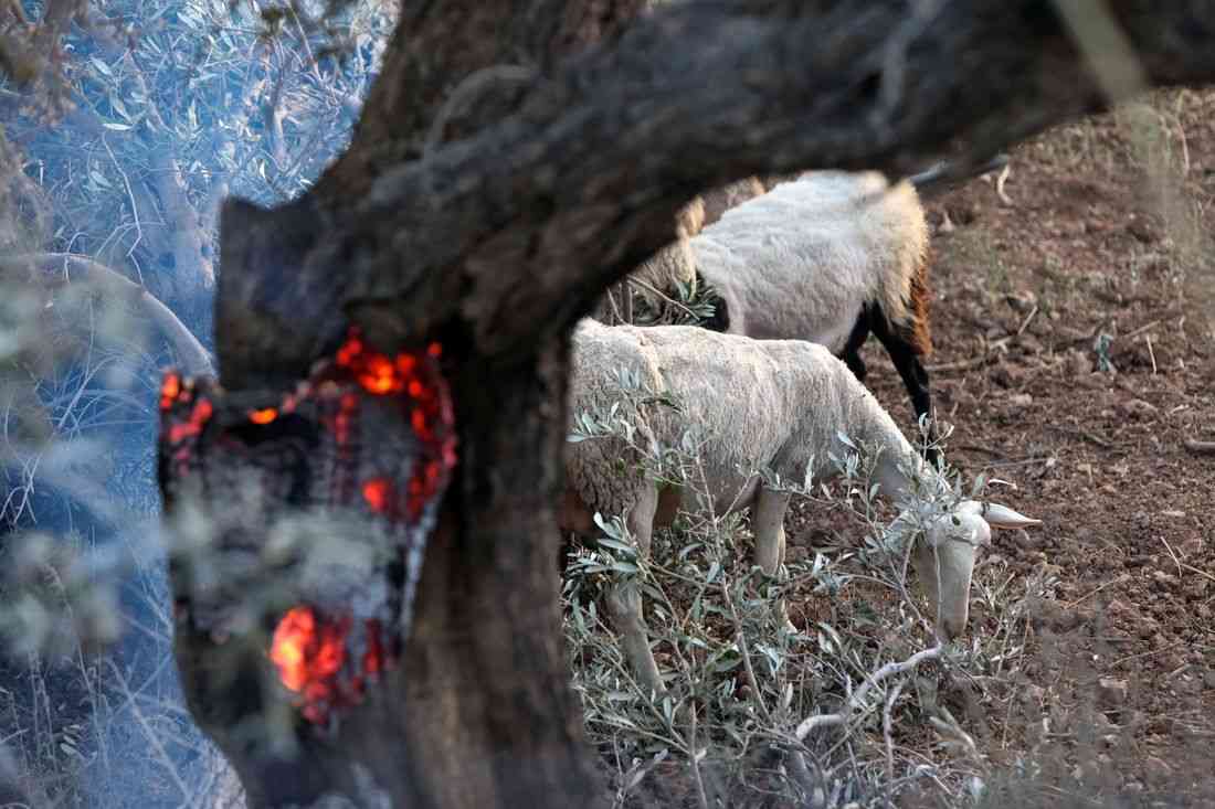 Three Greek firefighters killed as wildfires strike further east in Europe