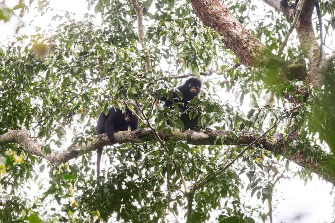 Scientists find new monkey species in Congo's rainforest