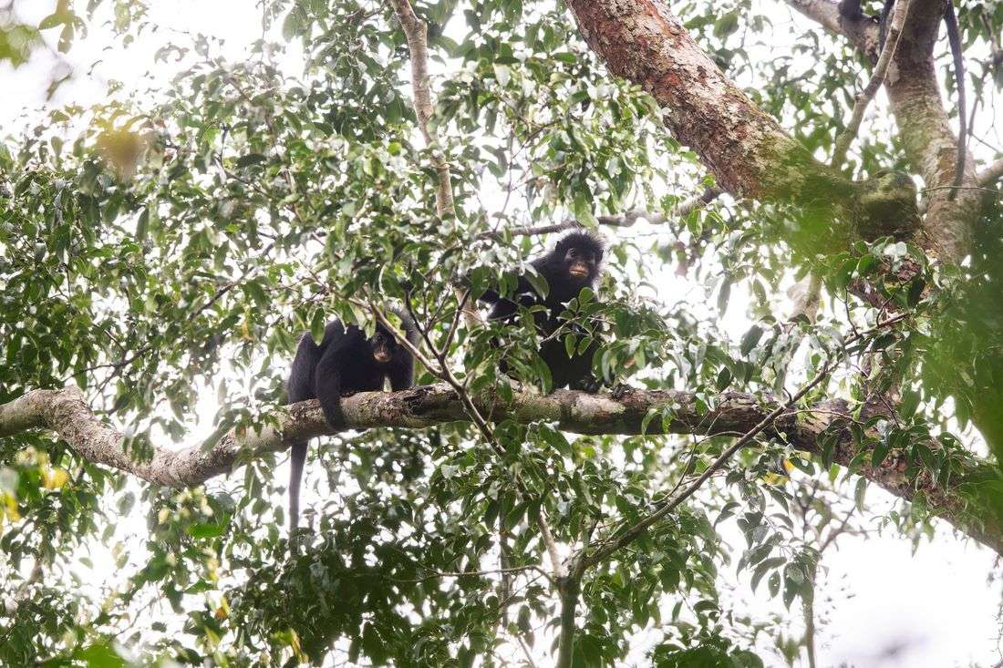 Scientists find new monkey species in Congo's rainforest