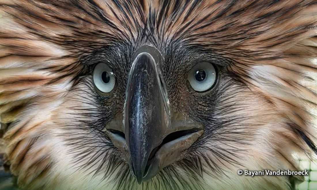Philippine Eagle rescued in Bukidnon dies