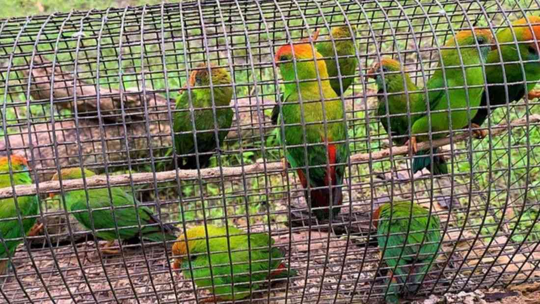 10 endangered kulasisi released after Cotabato rescue