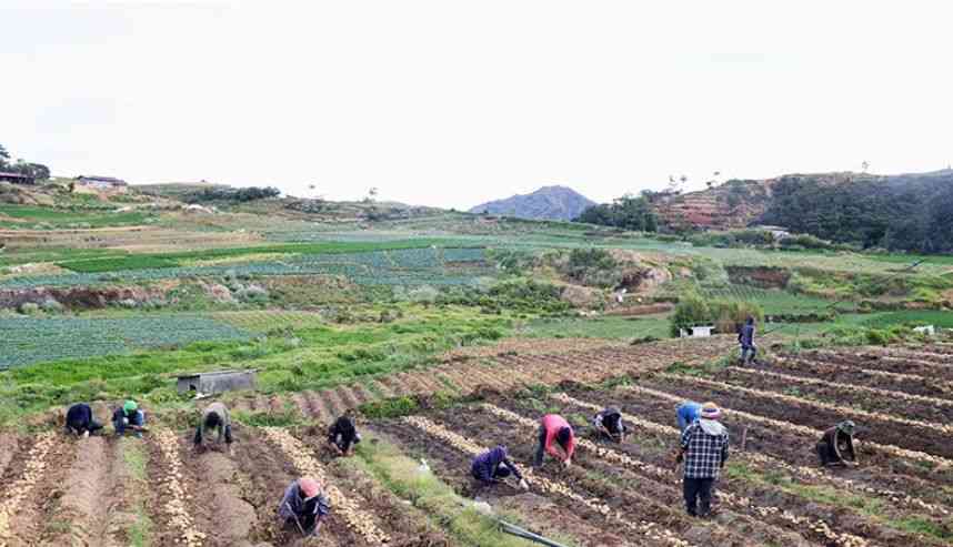Agricultural damage from #IndayPH tops ₱12.5M, over 1,000 farmers affected