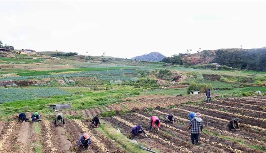 Agricultural damage from #IndayPH tops ₱12.5M, over 1,000 farmers affected