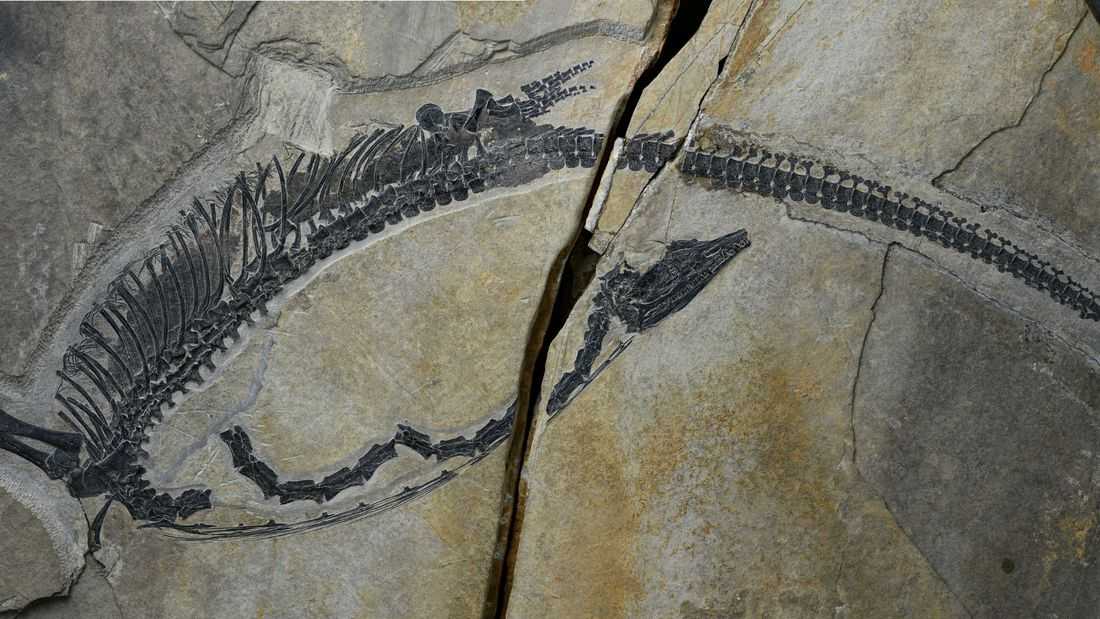 Chinese fossil shows internal organs of prehistoric marine reptile